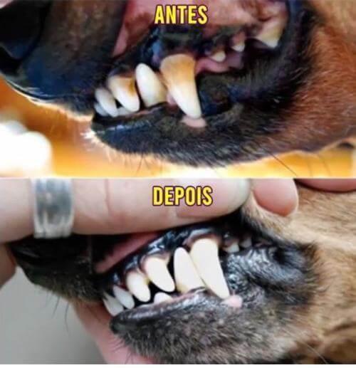 Spray Oral Eliminador de Tártaro e Mau Hálito Pet - FREEDROP